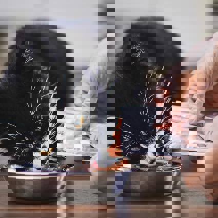 Cat eating wet food from a bowl