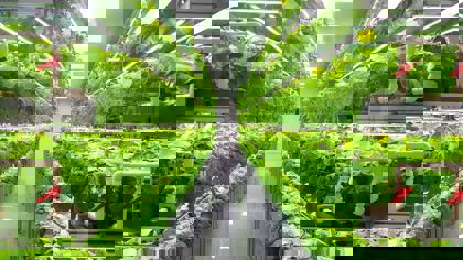 Vertical farming and the need for texture analysis