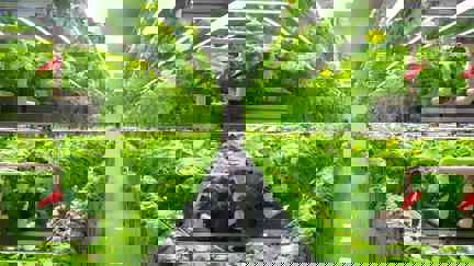 Looking Down The Aisle Of A Vertical Farming Facility