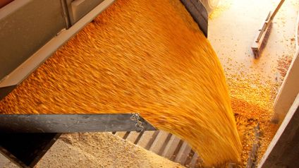Grain Pouring From Chute In Commercial Production