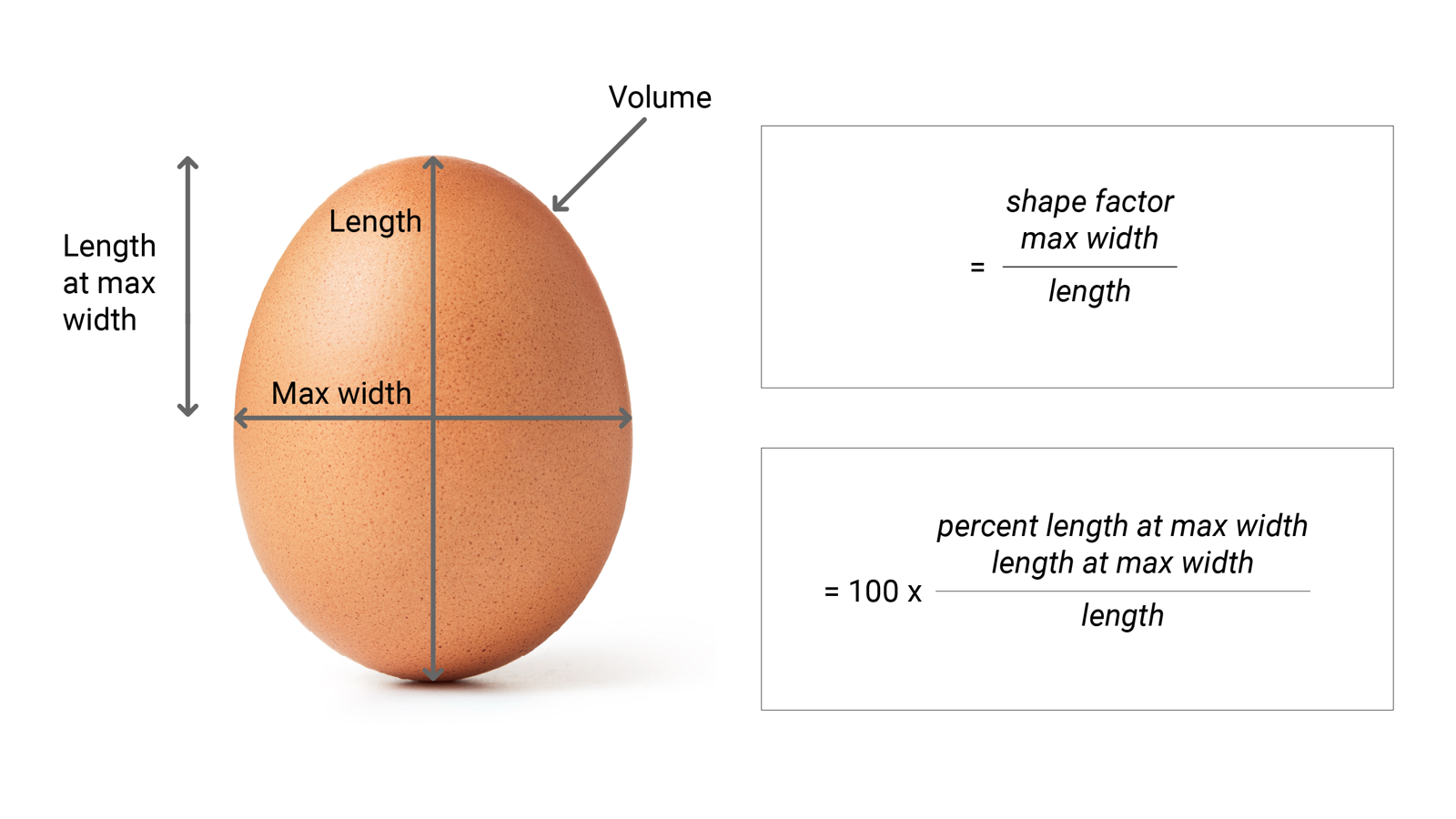 Egg dimensions diagram
