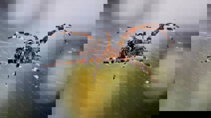 Spider Sitting On Top Of Spider Web