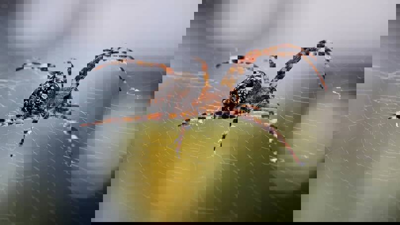 Spider Sitting On Top Of Spider Web