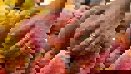 How to measure ripeness using a Texture Analyser