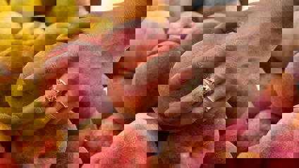 Person gently squeezing a peach to test ripeness