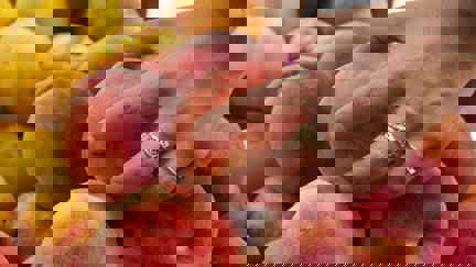 Person gently squeezing a peach to test ripeness