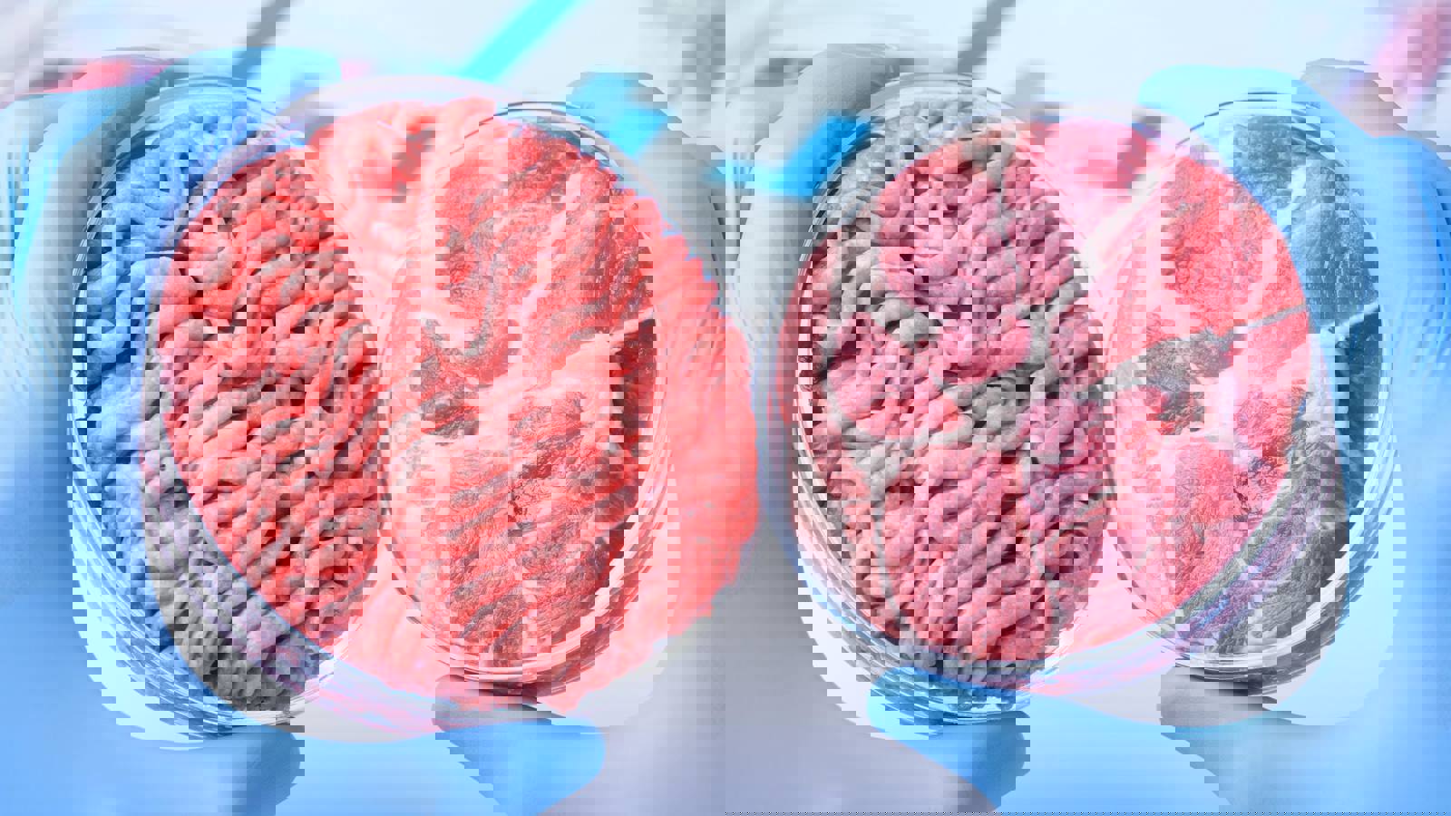 Two types of cell-cultured meats in petrie dishes