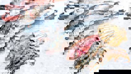 Seafood And Fish On Ice