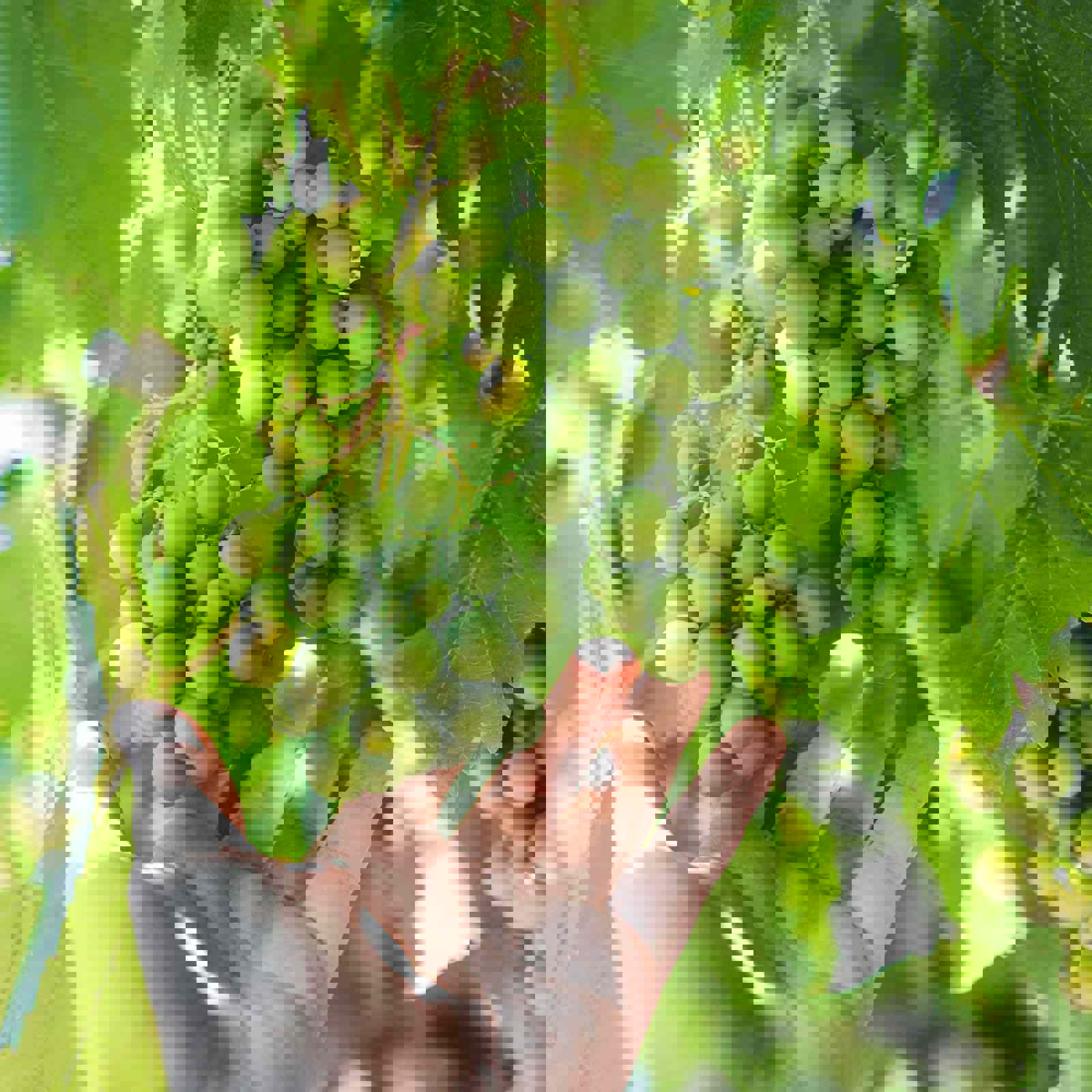 Person reaching up to harvest grapes from the vine