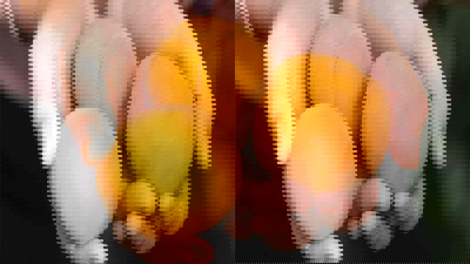 Hands holding fresh apricots