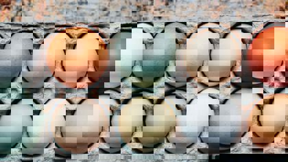 Measuring quality parameters in the poultry and egg industry – Egg properties