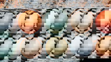 Tray Of Pastel And Brown Eggs