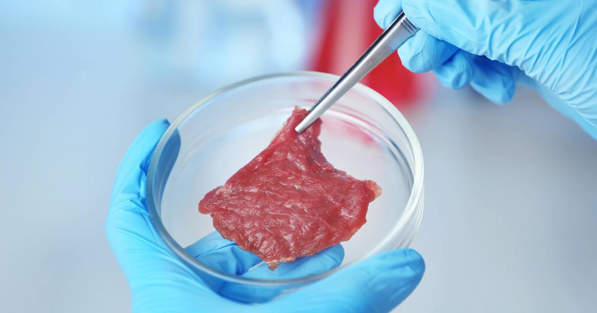 Cultured meat and seafood | Texture measurement