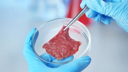 Scientist Holding Petri Dish Containing Cultured Meat Sample