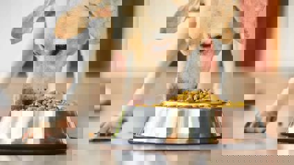 Dog Eating Dry Food From A Bowl