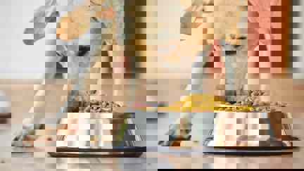 Dog Eating Dry Food From A Bowl