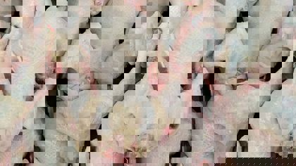 Measuring quality parameters in the poultry and egg industry – Bones and intestines