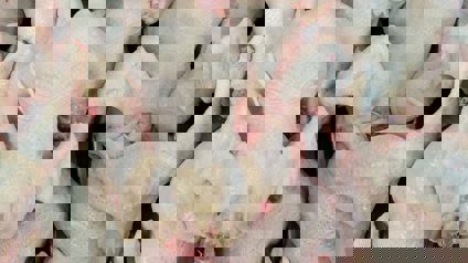 Raw Chicken Carcasses