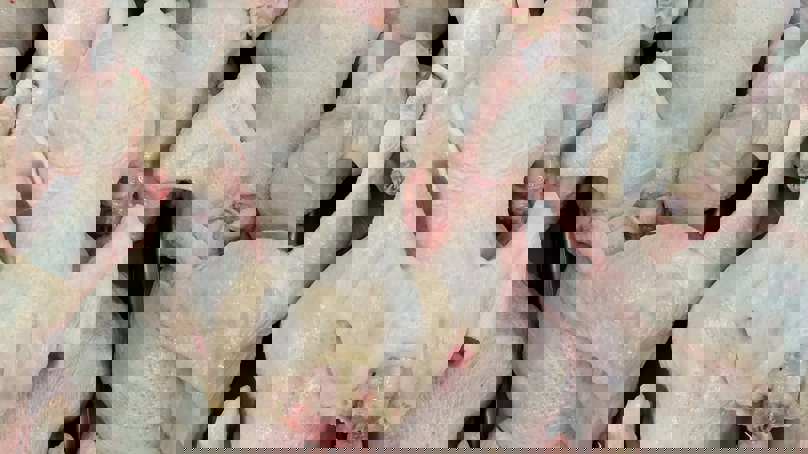 Raw Chicken Carcasses