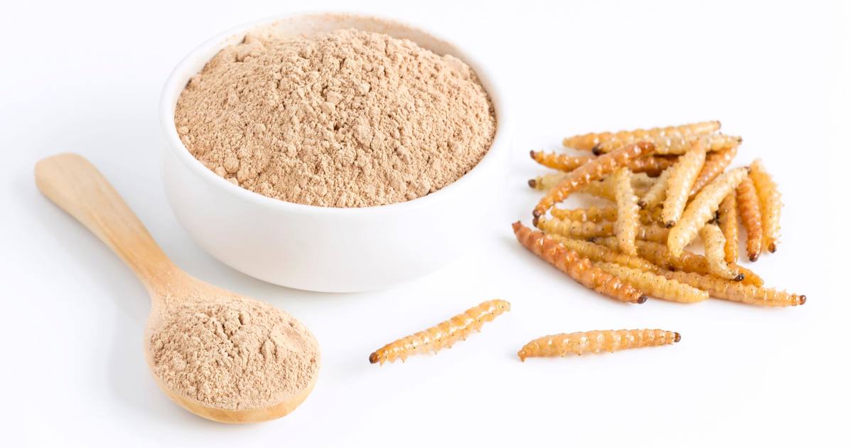 Textured Insect Protein Insects in food products | Texture measurement