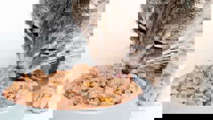 Petfood: The application of texture analysis on the latest developments