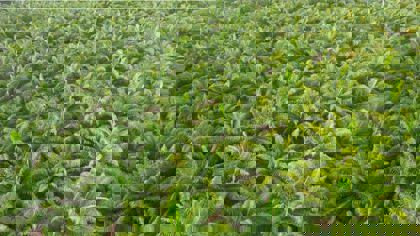 Replacing palm oil in your food product development