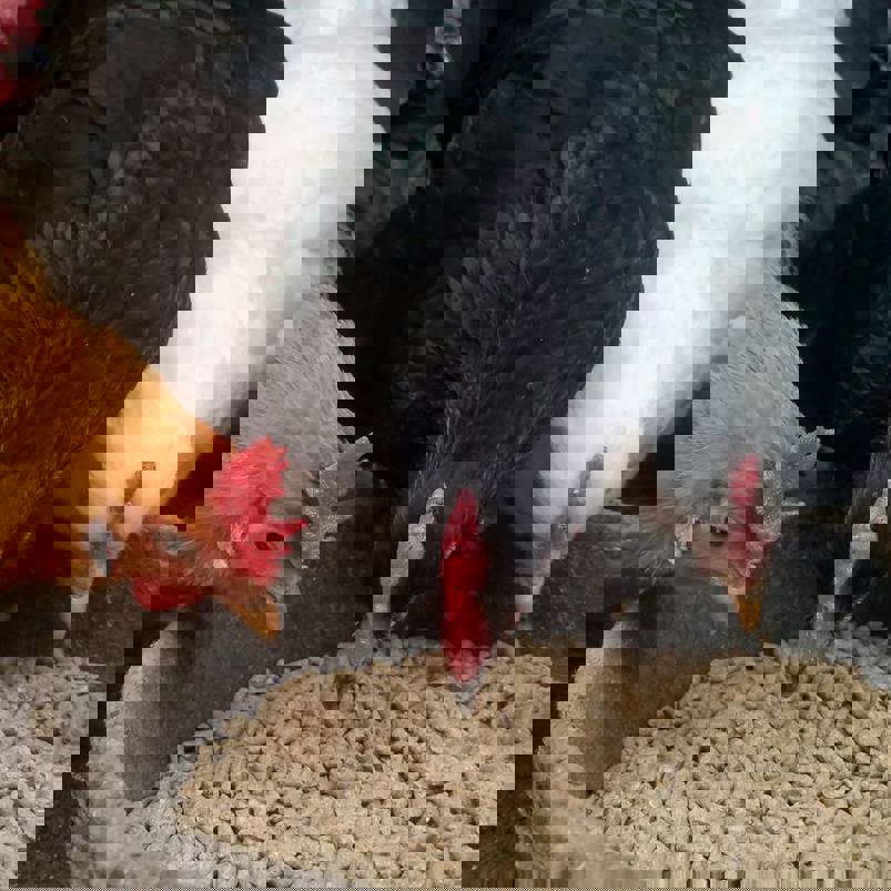 Chickens eating pellets